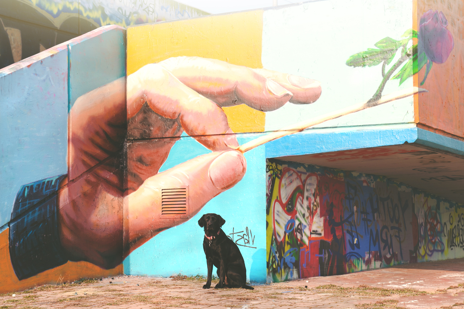 Short-coated Black Dog Sitting Near Wall Arts