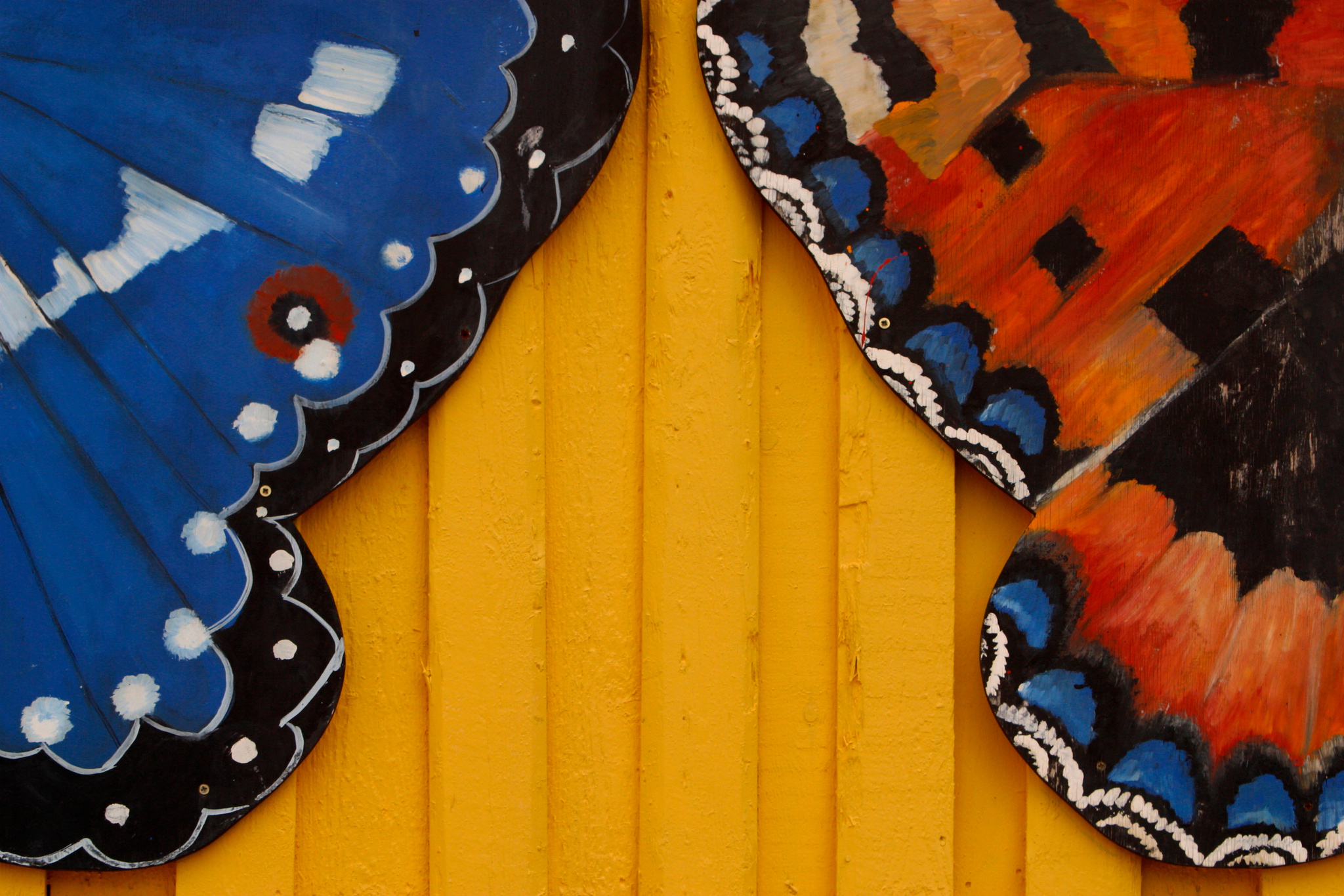 Close-up of butterfly wings